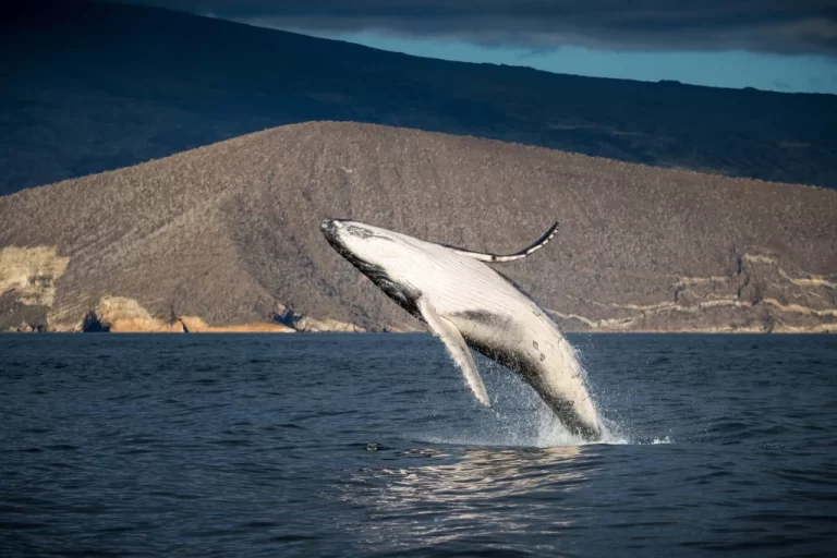 how-to-spot-marine-mammals-from-a-cruise-ship-humpback-whale-isabela-island-galapagos-1024x683